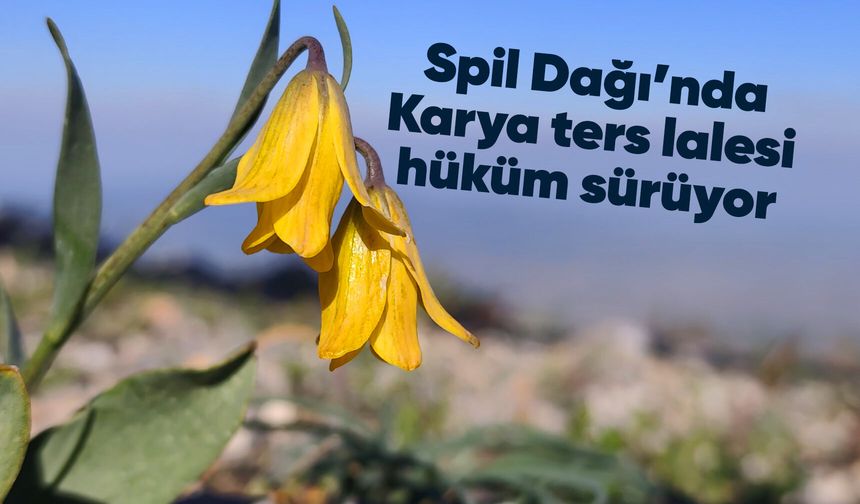 Spil Dağı'nda Karya ters lalesi açtı: Koparmanın cezası 699 bin TL