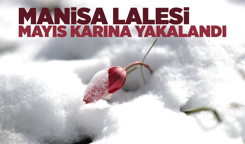 Manisa Lalesi karların altında kaldı