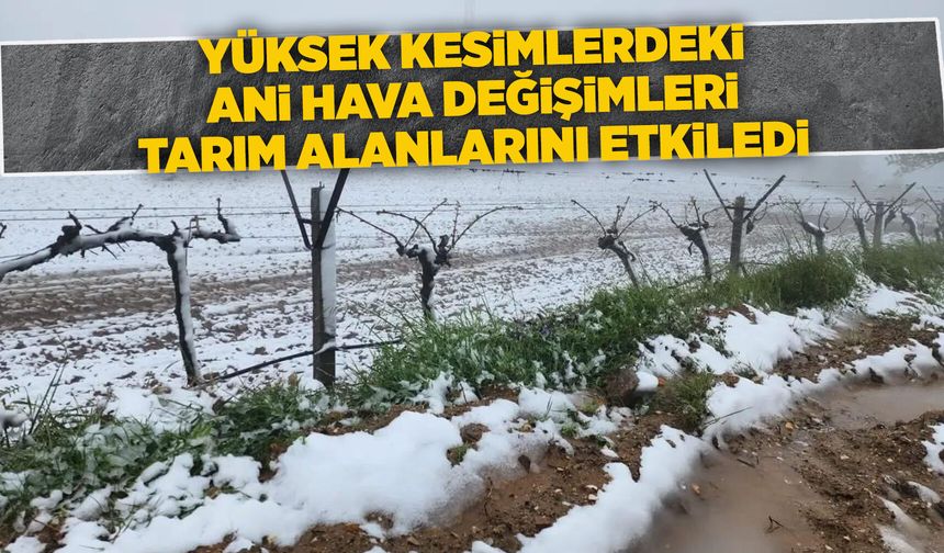 Manisa'da yağan kar bağlara zarar verdi