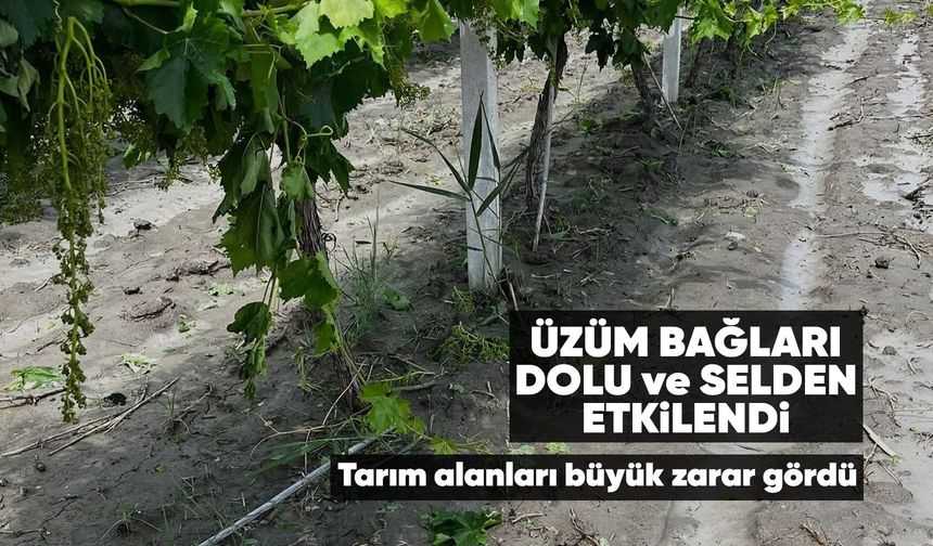 Manisa'da üzüm bağlarını sel vurdu