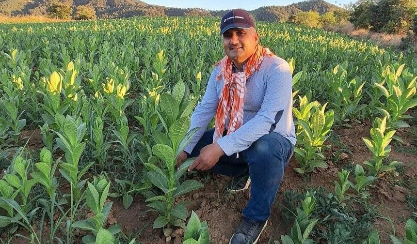 Sarıgöl'de tütün hasadı başladı