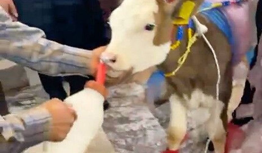 Manisalı çifte para yerine buzağı taktılar