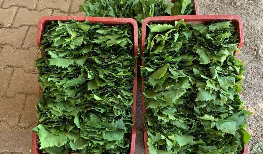 Taze yaprakların fiyatı 35-40 TL'ye geriledi