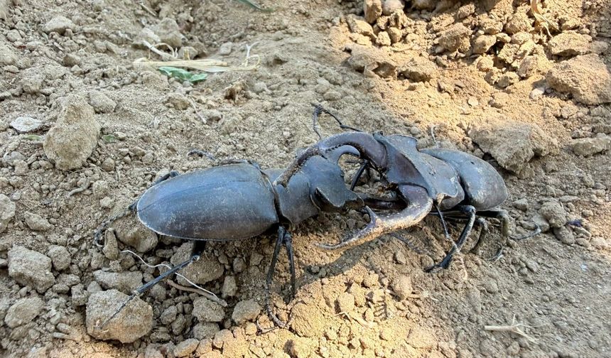 Manisa'da dünyanın en güçlü böceklerinden olan geyik böceği görüldü