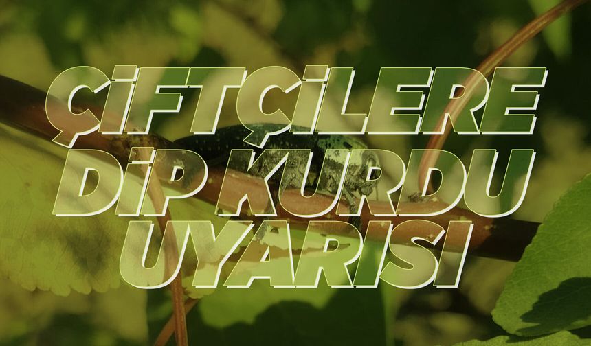 Manisalı çiftçilere dip kurdu uyarısı