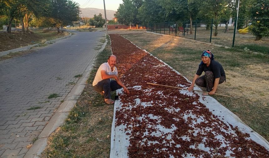 Manisa'da sezonun ilk kuru üzümü çuvala girdi