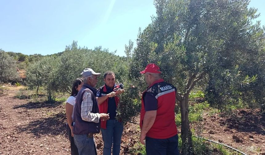 Akhisarlı çiftçiye zeytinde hastalık ve zararlı uyarısı