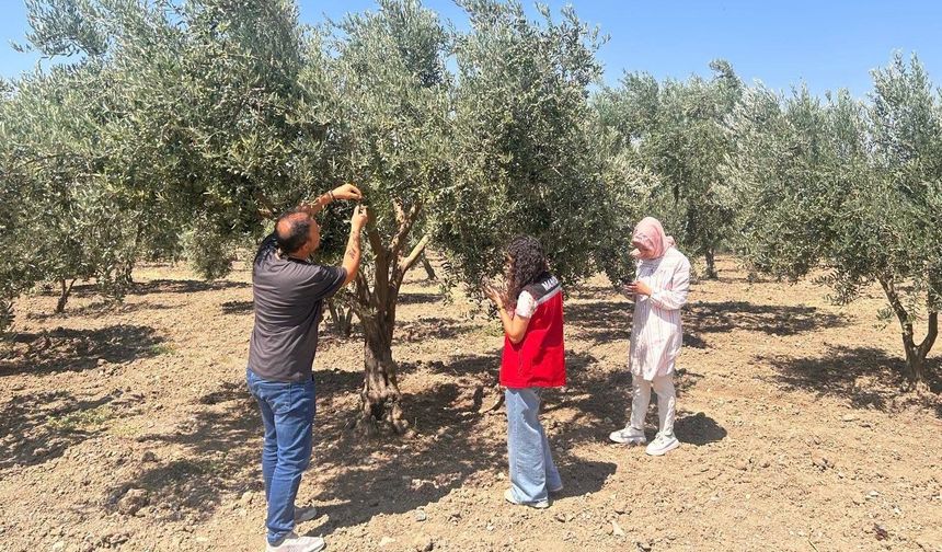 Manisa'da zeytin sineğine karşı mücadele sürüyor