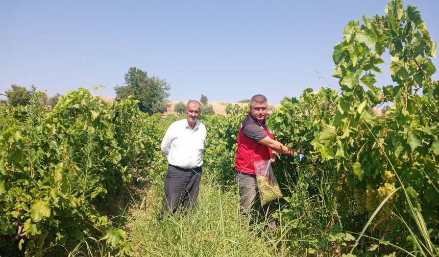 Manisa'daki bağlarda pestisit denetimi