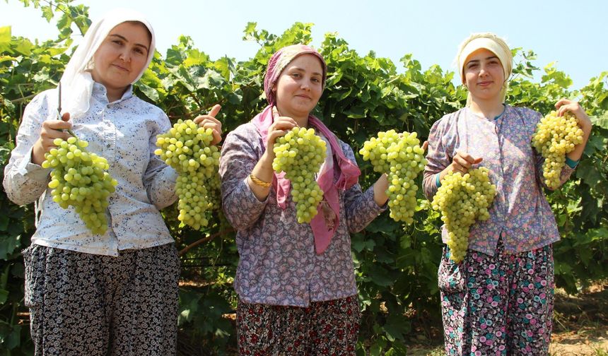 Çekirdeksiz Sultaniye üzümde hasat tarihi belli oldu