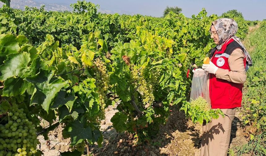 Manisa'da hasat öncesi bağlarda pestisit denetimi