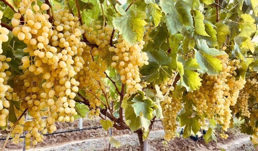 Manisa'da bağ üreticilerine kritik ilaçlama uyarısı