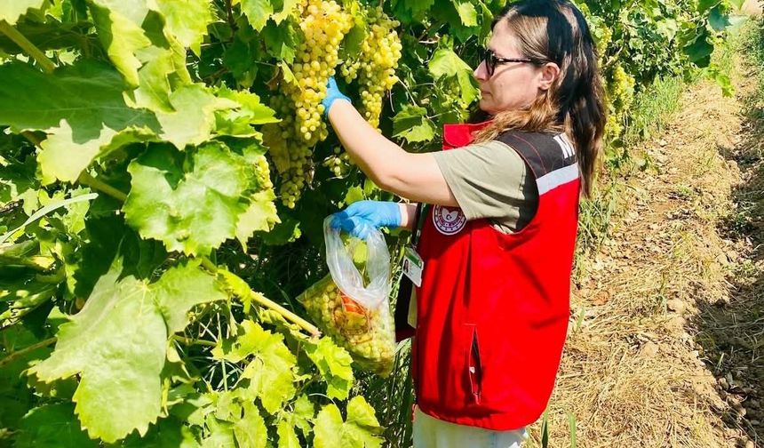 Manisa'nın organik üzümlerine pestisit denetimi