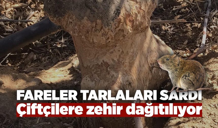 Manisa'da tarla faresi alarmı!