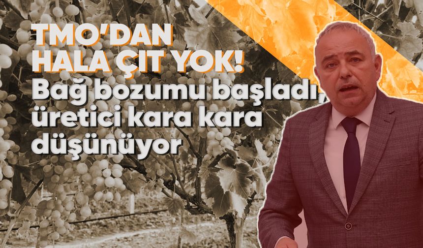Manisa'da bu yıl üzüm çok, TMO'dan çıt yok!