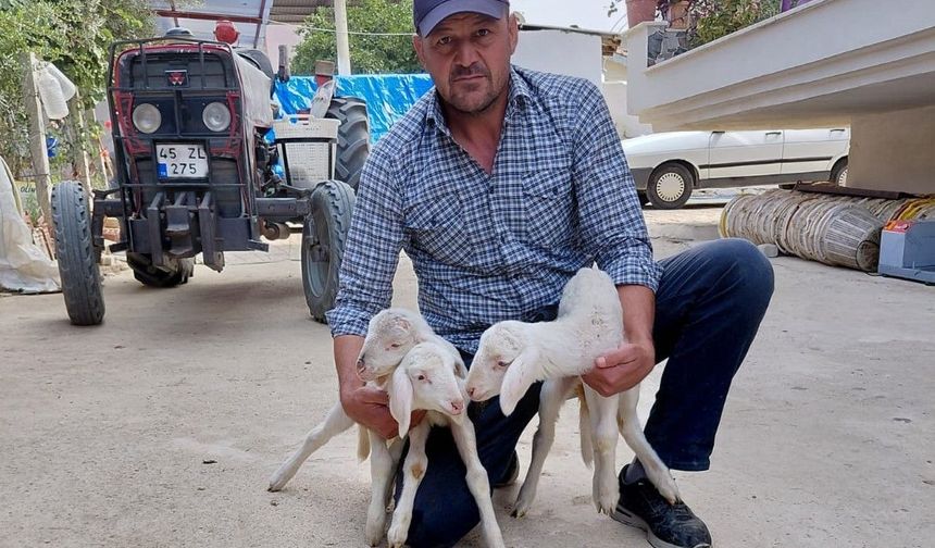 Anne sütünün yetmediği minik kuzular biberonla besleniyor