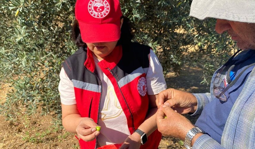 Manisa’da çiftçiye zeytin sineği uyarısı