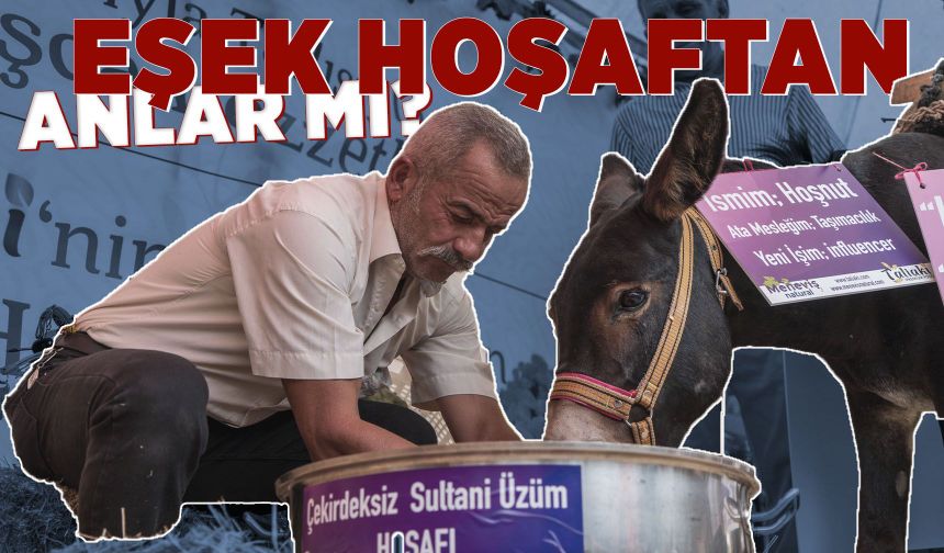 Manisa'da eşek hoşafa direndi, ortaya renkli görüntüler çıktı