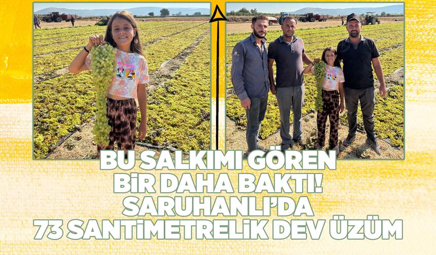 Manisa'da dev üzüm salkımı: Tam 73 santimetre!