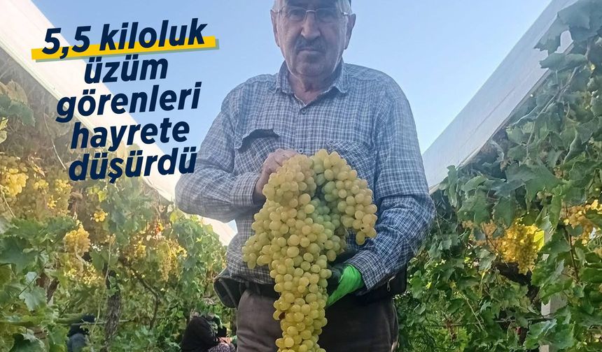 Manisa'da 5,5 kiloluk dev üzüm salkımı hasat edildi