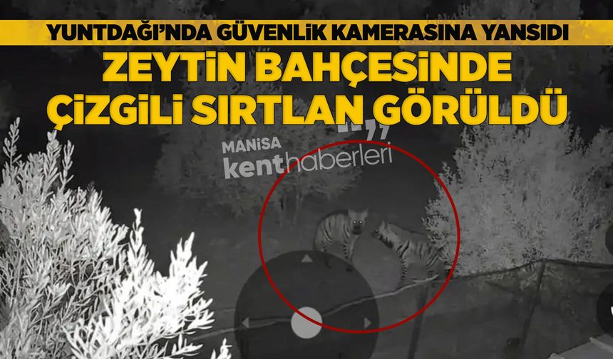 Manisa Yuntdağı'nda çizgili sırtlan görüntülendi iddiası
