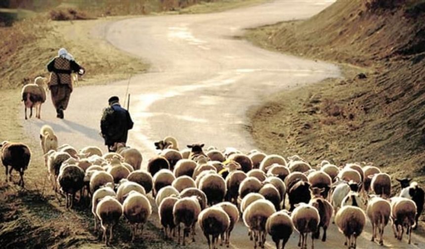 Hayvancılık desteği başvuruları başladı