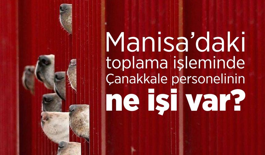 Manisa'daki köpekleri neden Çanakkale İl Özel İdaresi personeli topluyor?