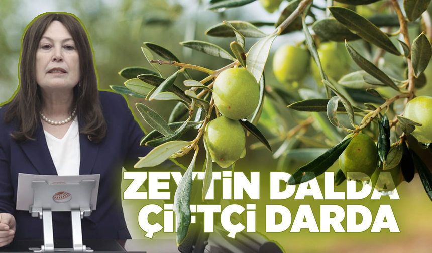 Manisa'da zeytin üreticisi can çekişiyor
