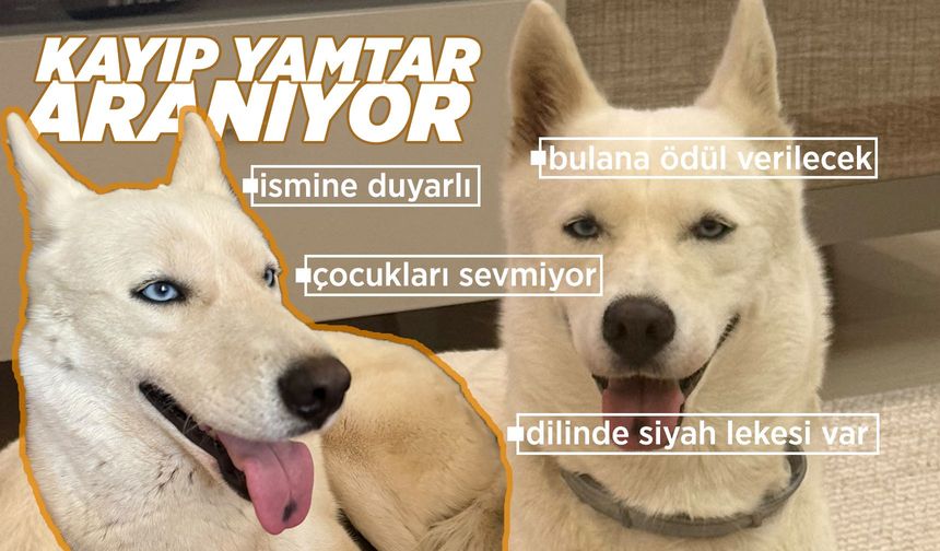 Manisa’da kayıp Yamtar aranıyor! Bulana ödül verilecek