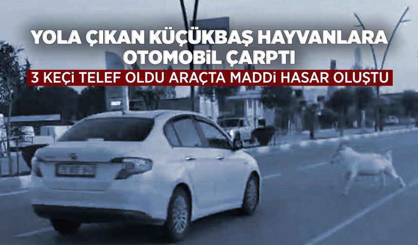 Manisa'da otomobil sürüye çarptı: 3 keçi telef oldu