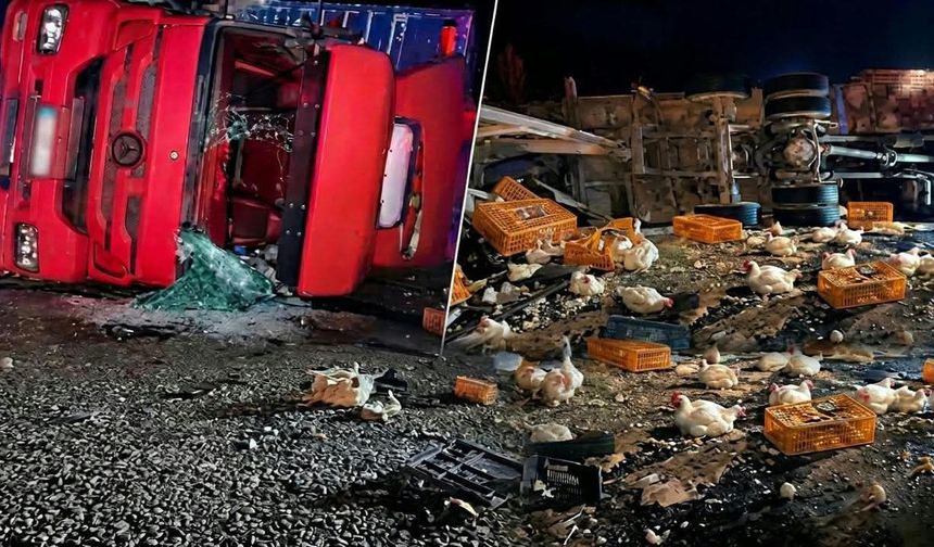 Manisa’da canlı tavuk yüklü kamyon şarampole devrildi