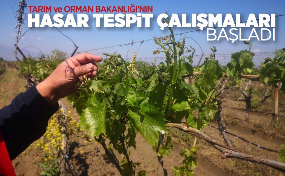 Bakanlık zirai dondan etkilenen iller için harekete geçti