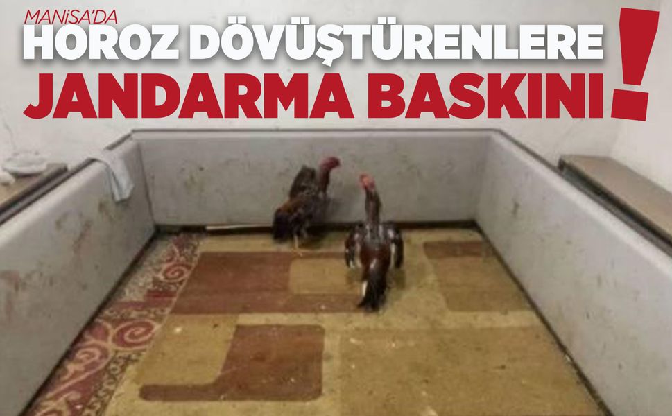 Manisa'da horoz dövüşüne suçüstü
