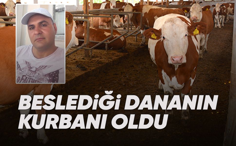 Kendi beslediği dananın kurbanı oldu