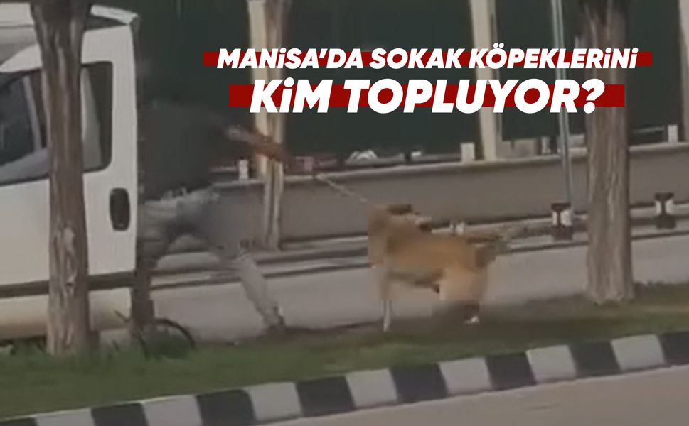 Manisa’da sokak hayvanlarına yönelik tartışmalı toplama işlemi!