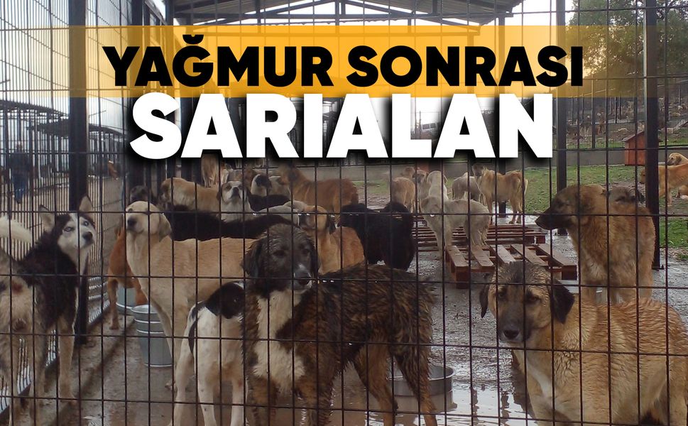 Yağmur sonrası Sarıalan!