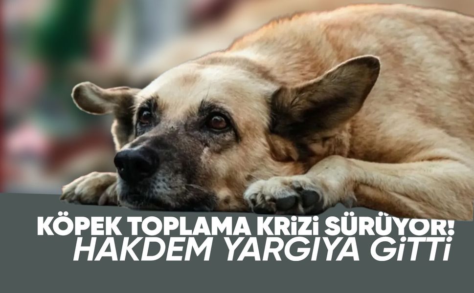 Manisa'da sokak hayvanları krizi yargıya taşındı
