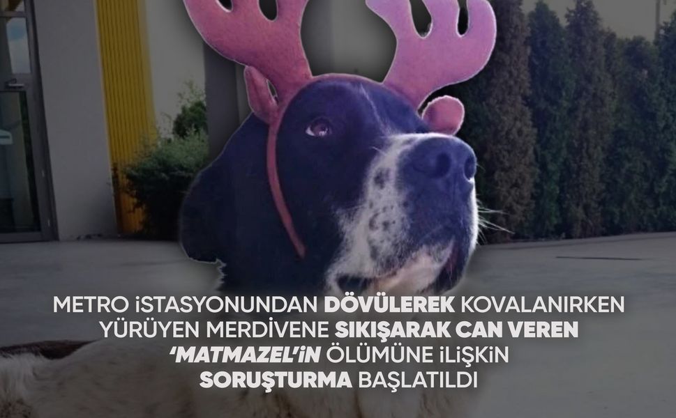 'Matmazel'in darp edilerek öldürüldüğü iddiasına soruşturma