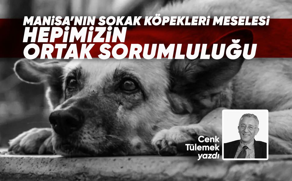Manisa’nın Sokak Köpekleri Meselesi: Hepimizin Ortak Sorumluluğu