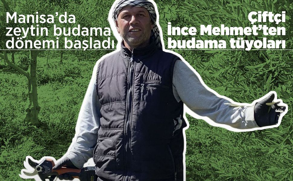 Manisalı çiftçiden zeytin üreticilerine budama tavsiyeleri