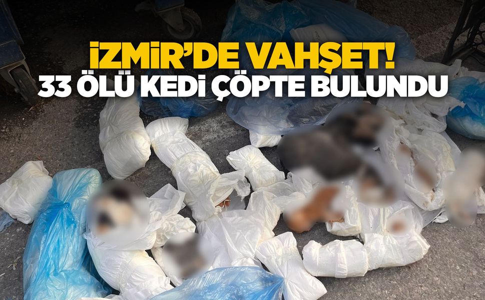 İzmir'de çöpte 33 kedi ölü bulundu