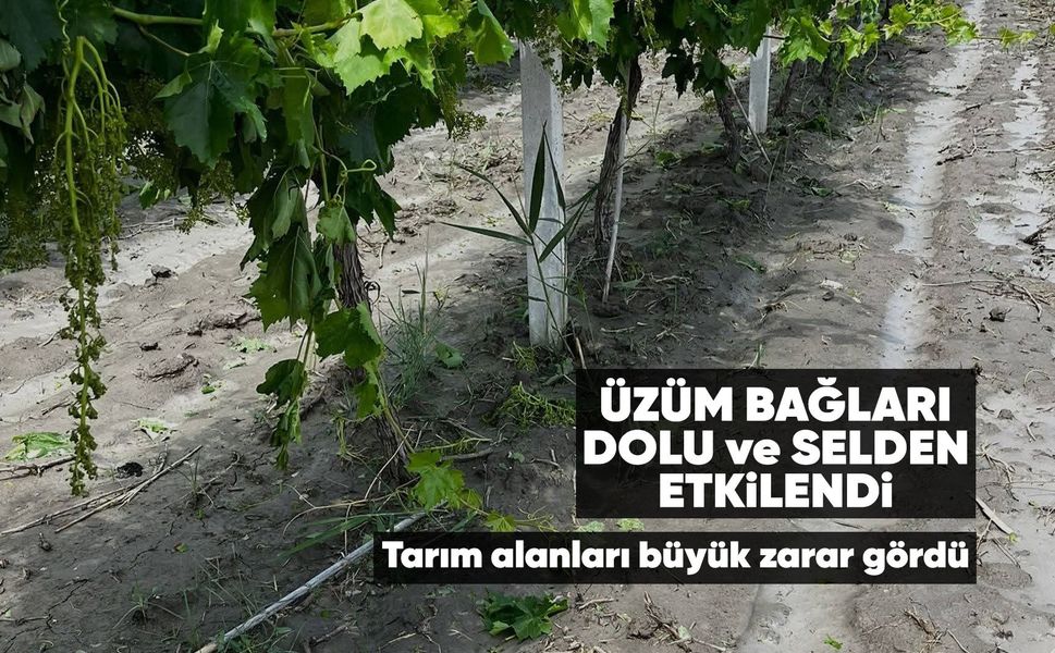 Manisa'da üzüm bağlarını sel vurdu