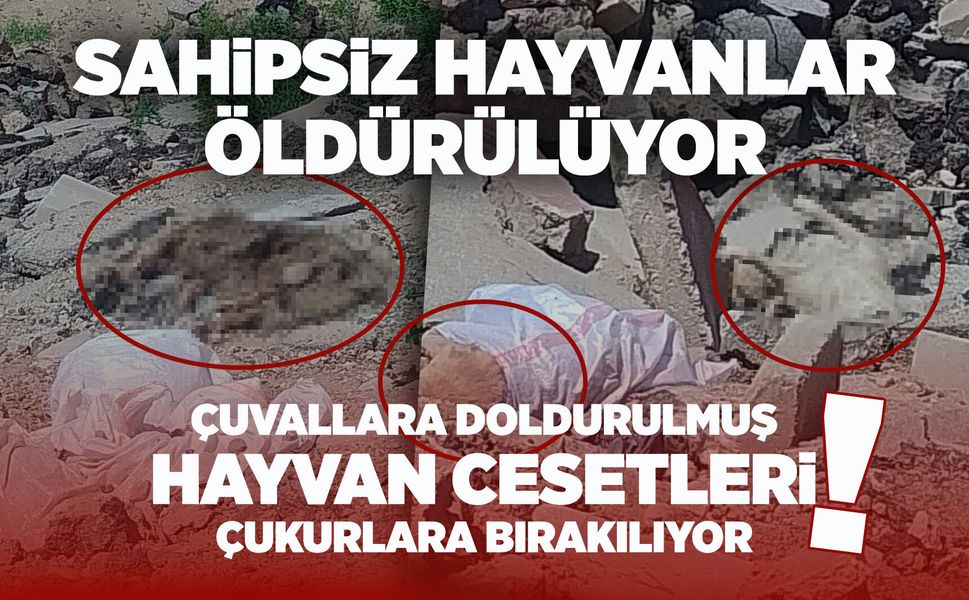 Alaşehir’de vahşet: Sokak hayvanları katlediliyor!