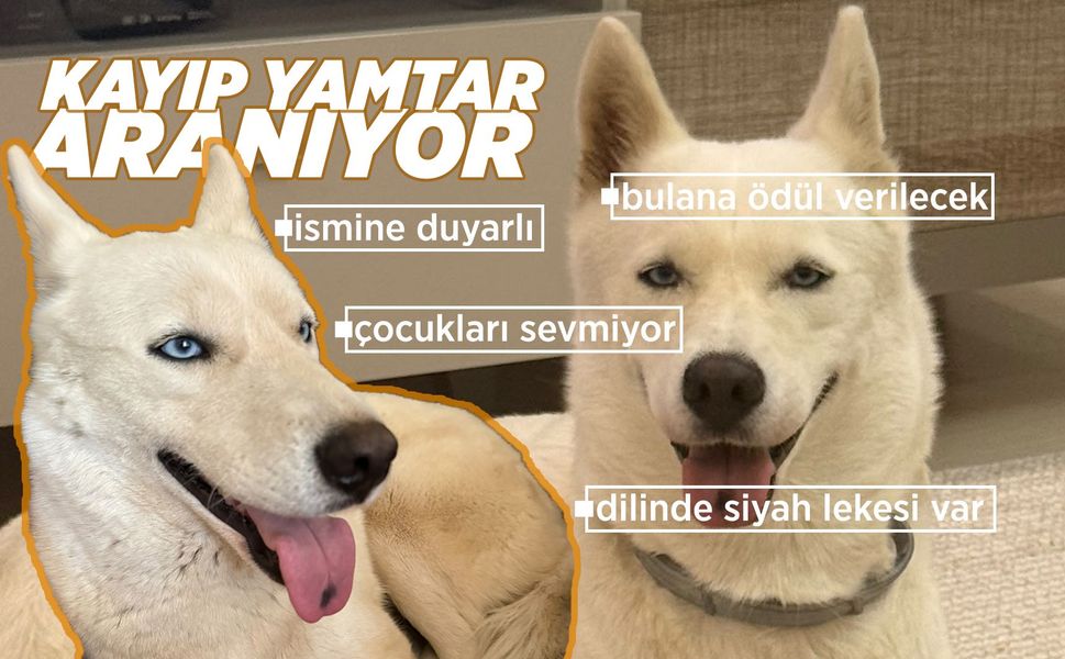 Manisa’da kayıp Yamtar aranıyor! Bulana ödül verilecek