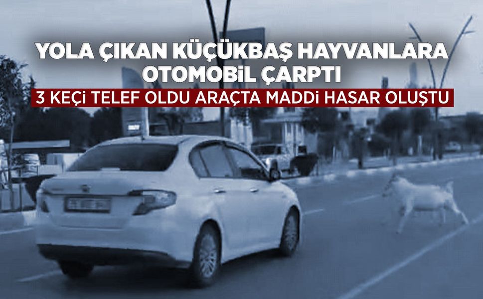 Manisa'da otomobil sürüye çarptı: 3 keçi telef oldu