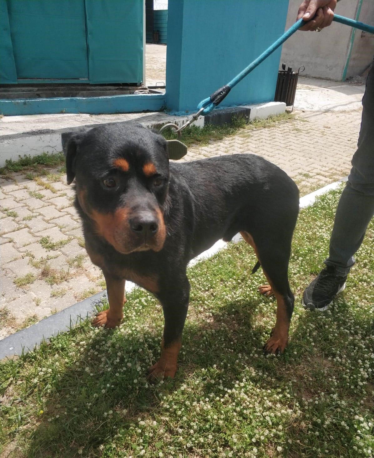 Rotweiler