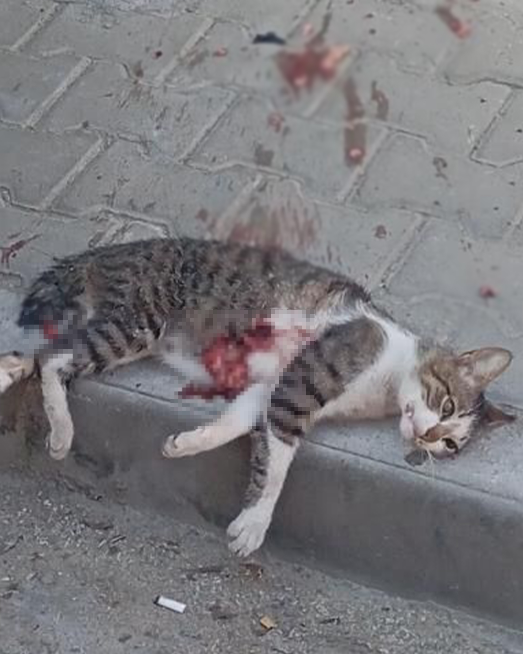 Manisada Vahşet