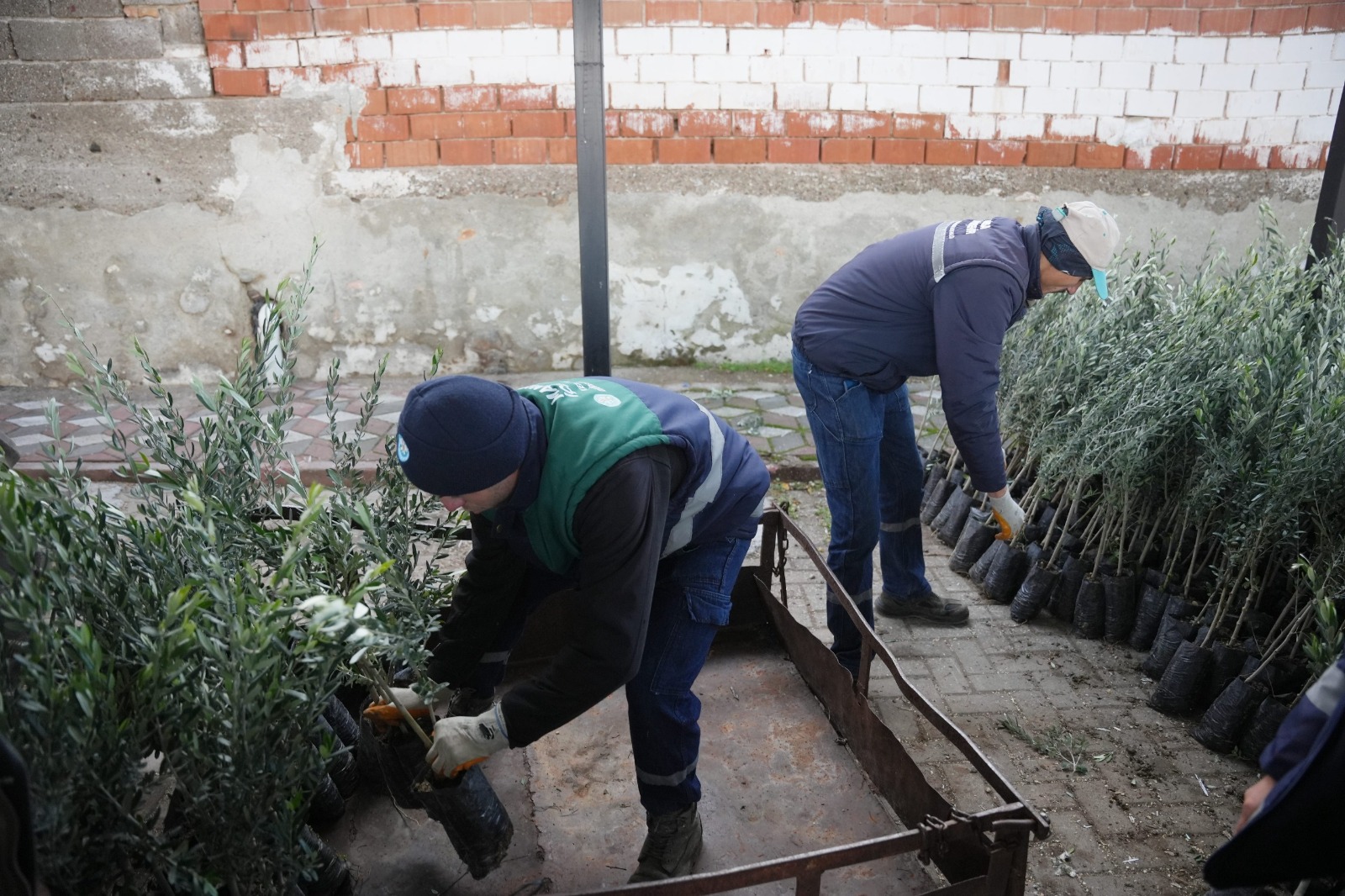 Büyükşehir’den Doğal Afet Mağduru Üreticilere Fidan Desteği (7)