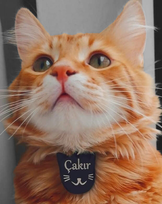 Çakır
