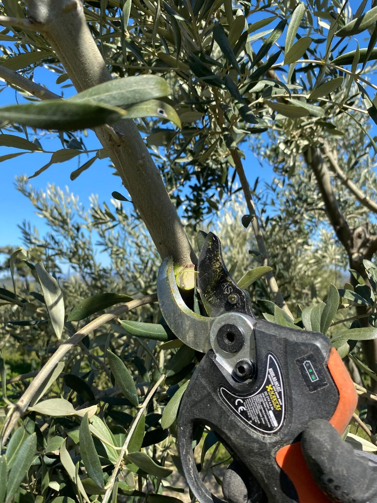 Whatsapp Image 2026 03 12 At 20.49.49 (1)